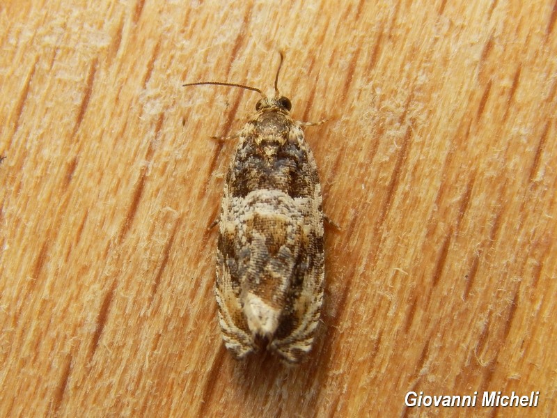 Tortricidae da ID - Cfr. Celypha cespitana